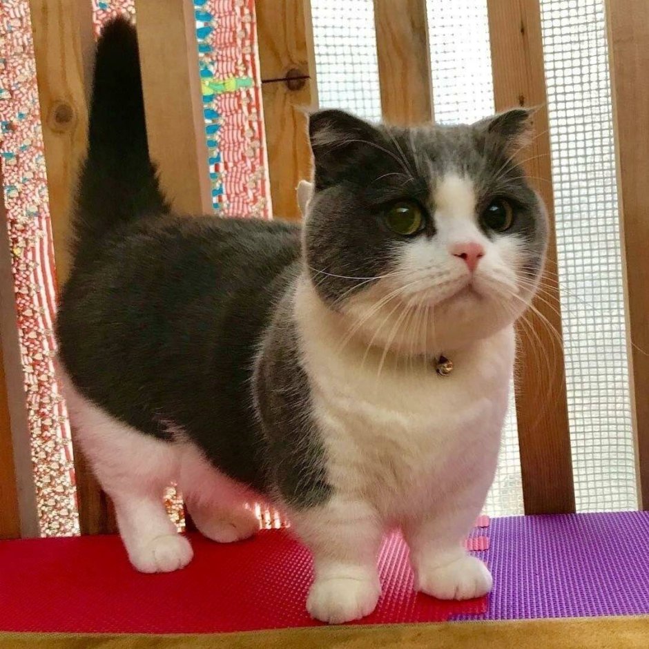 Манчкин кот