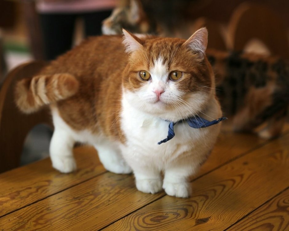 Манчкин кот