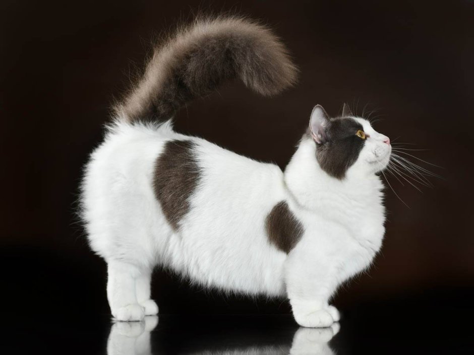 Кошка такса Манчкин