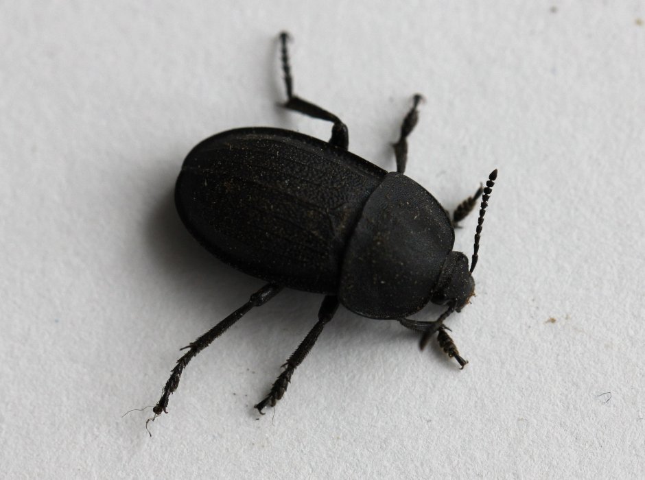 Silpha Obscura Linnaeus, 1758