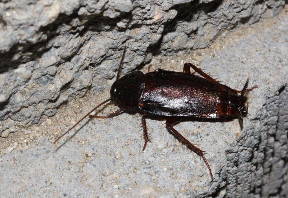 Таракан черный (Blatta orientalis)