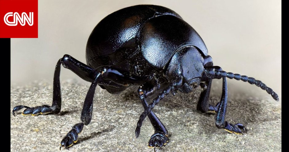 Put Bug