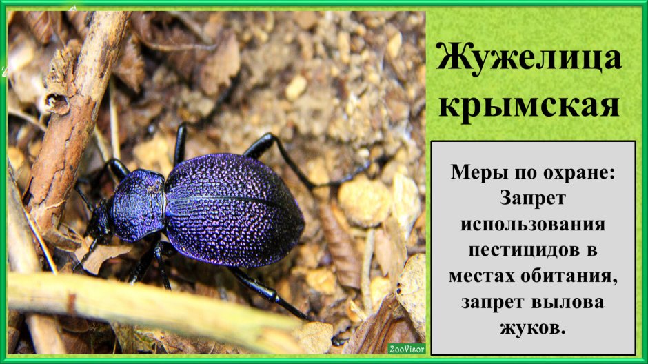 Жужелица Крымская яд
