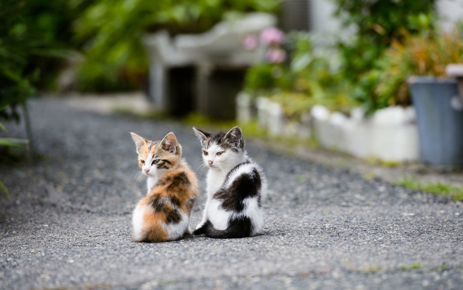 Кошка на улице