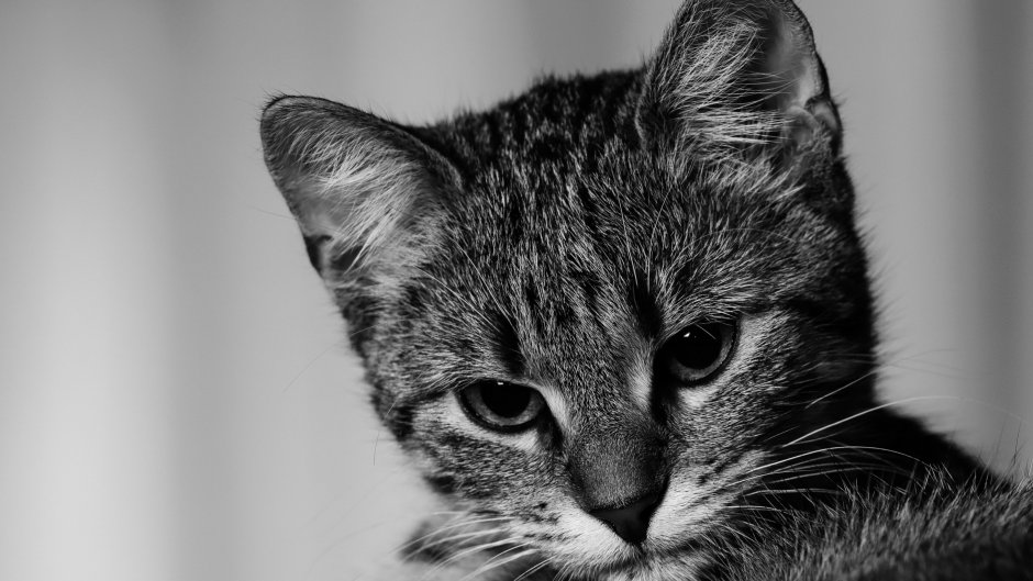 Котик черно белый