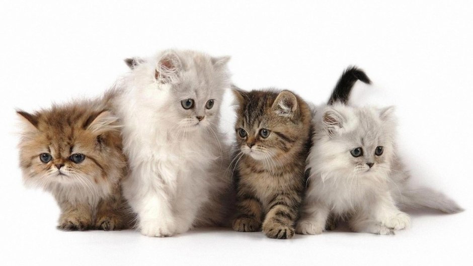 Котенок лежит