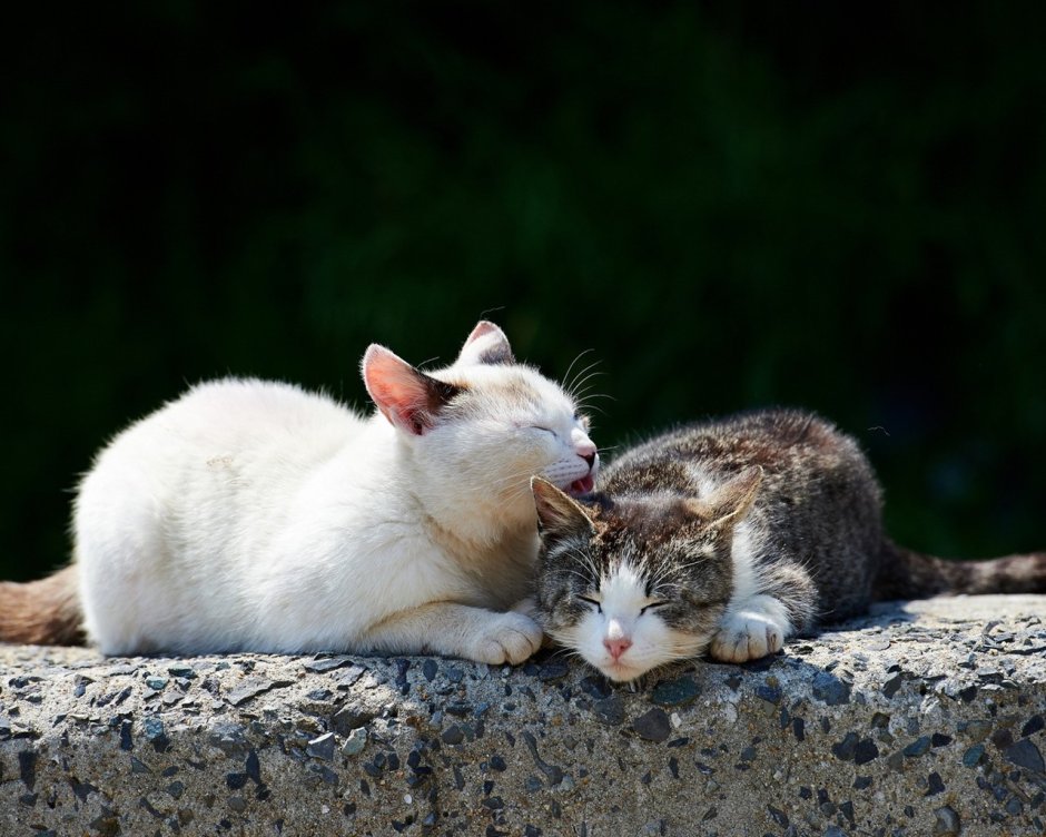 Кошачьи нежности