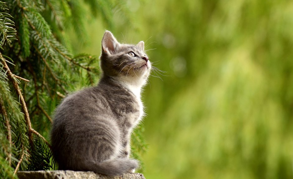 Котики 4k