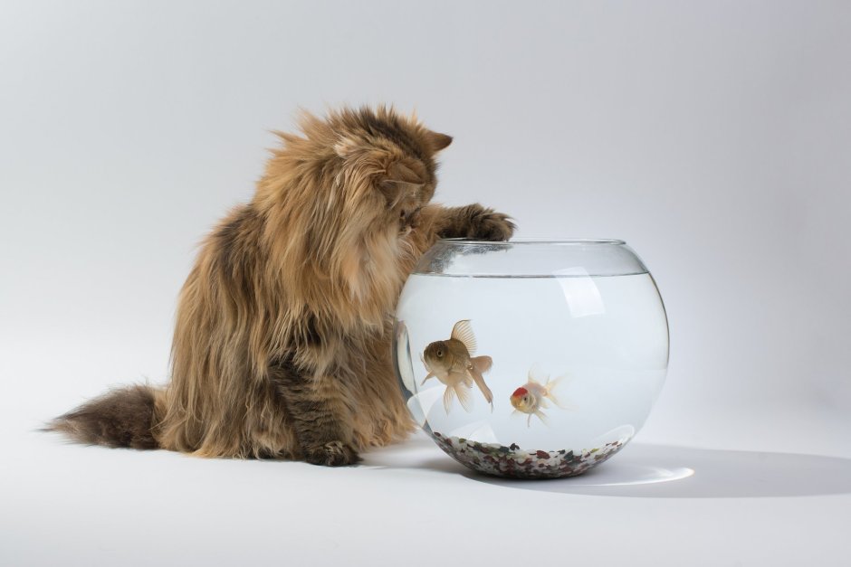Котенок и аквариум