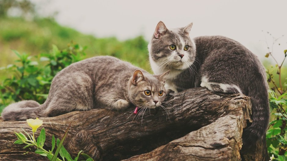 Котики сидят вместе