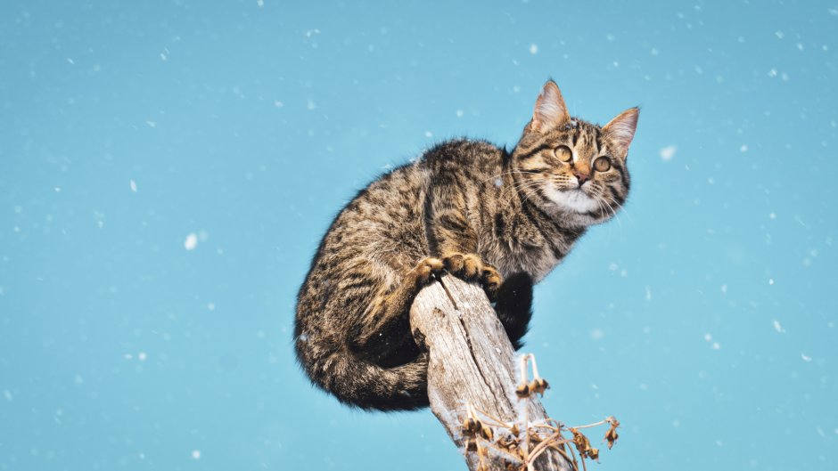Кот на столбе