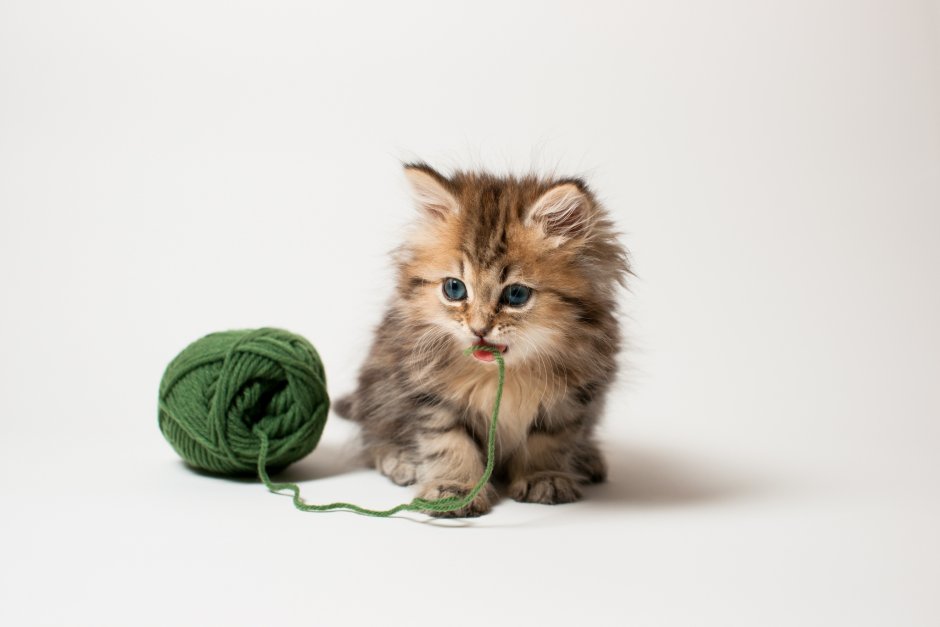 Самые милые котята в мире