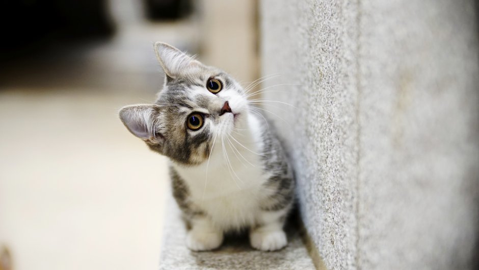 Милые котики фото