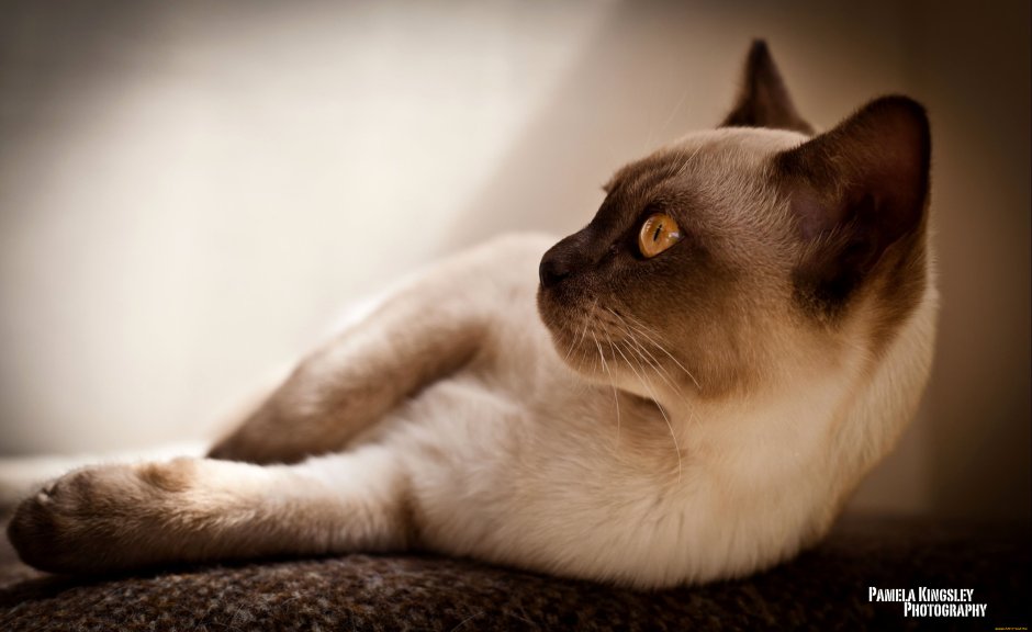 Сиамская кошка Бурманская кошка