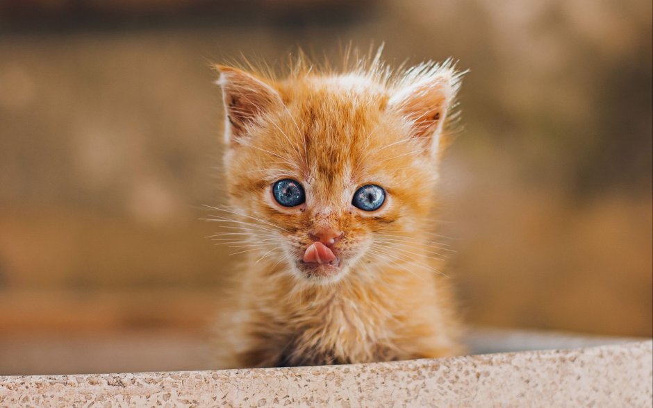 Рыжий котёнок