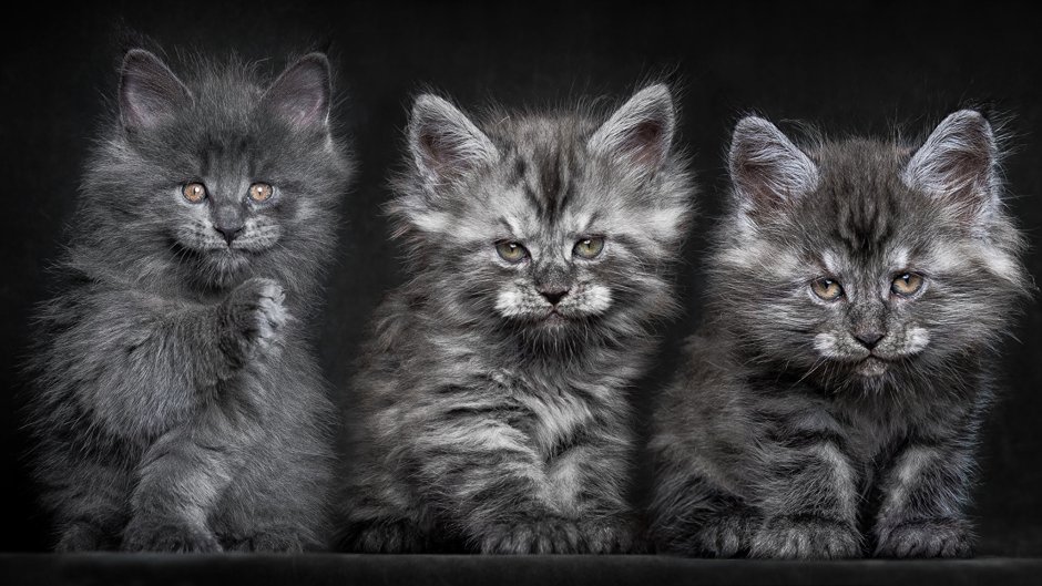 Котята Мейн кун