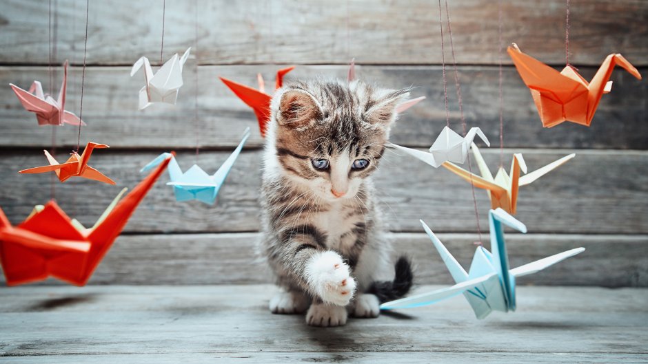 Креативные картинки котов