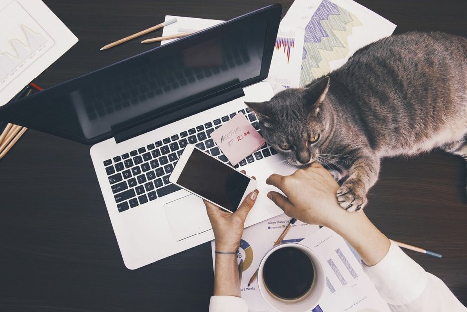 Книга котик