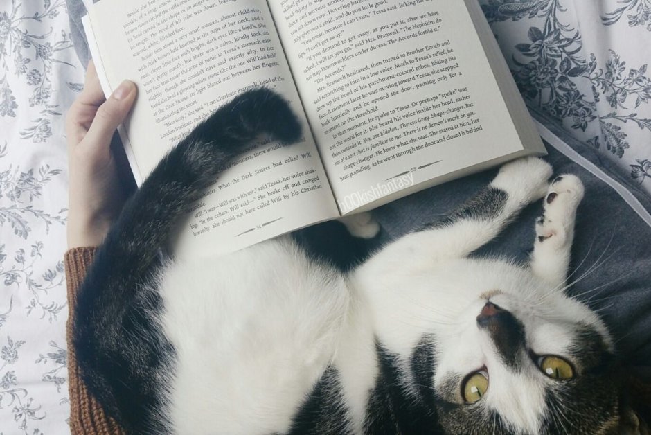 Белые котики с книжкой