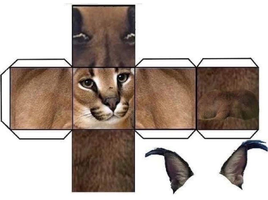 Макет котика