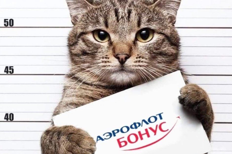Кот с табличкой
