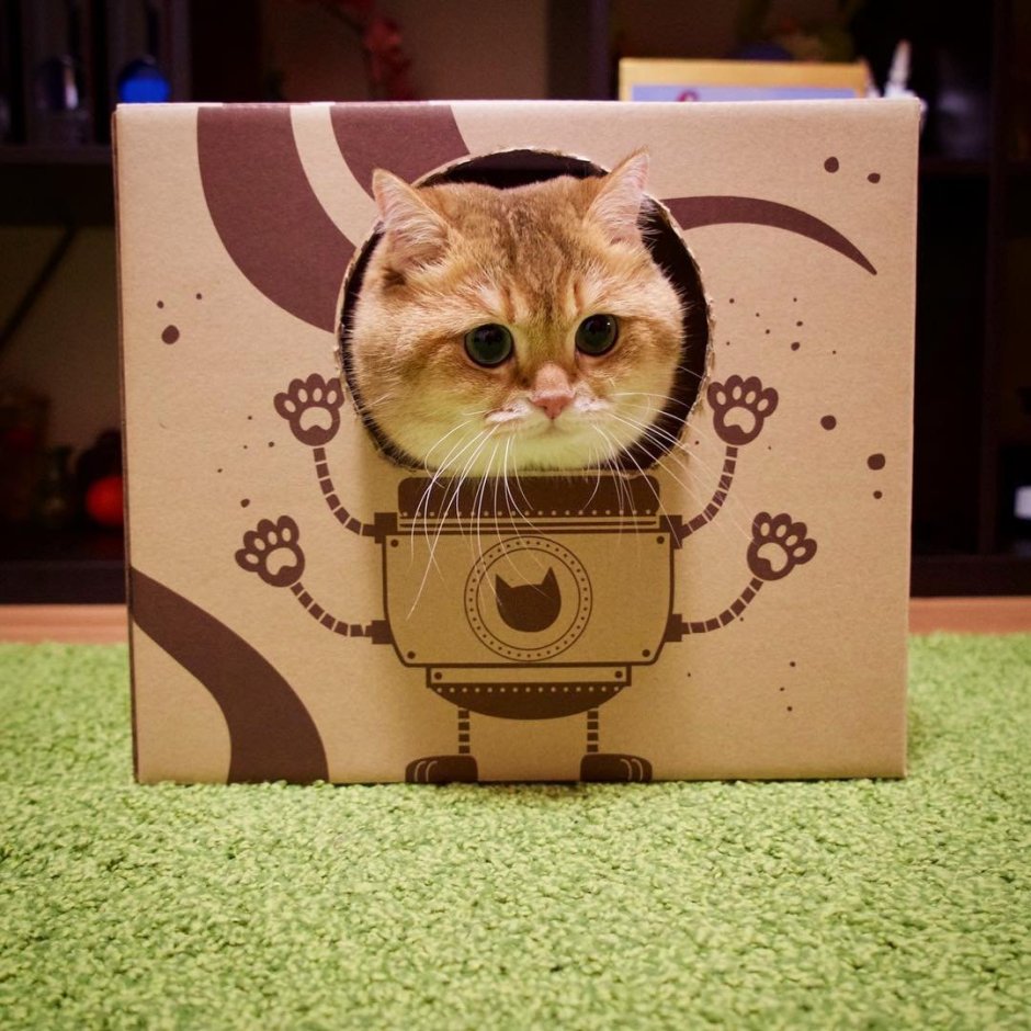 Смешные коты в коробках