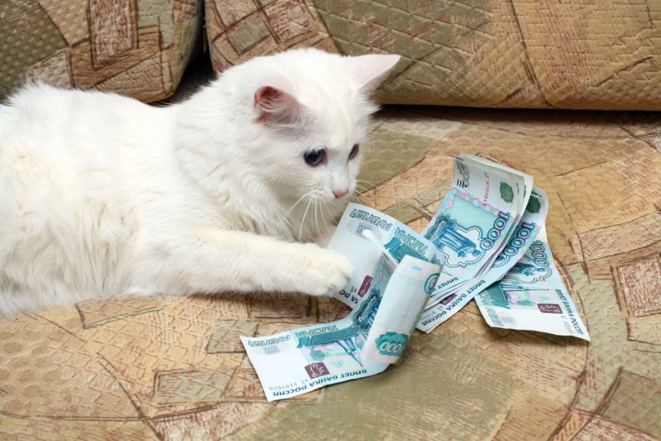Кот с бумажками