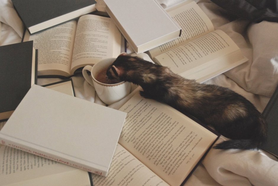 Книга животные