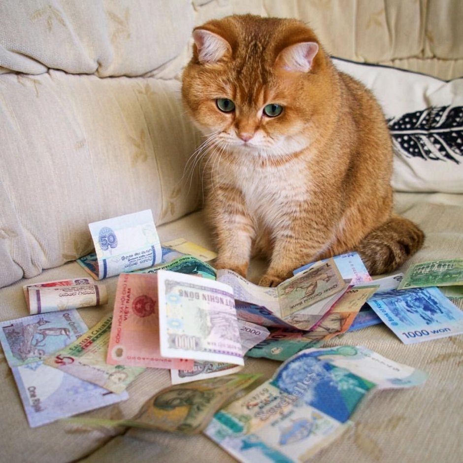 Кошка с деньгами