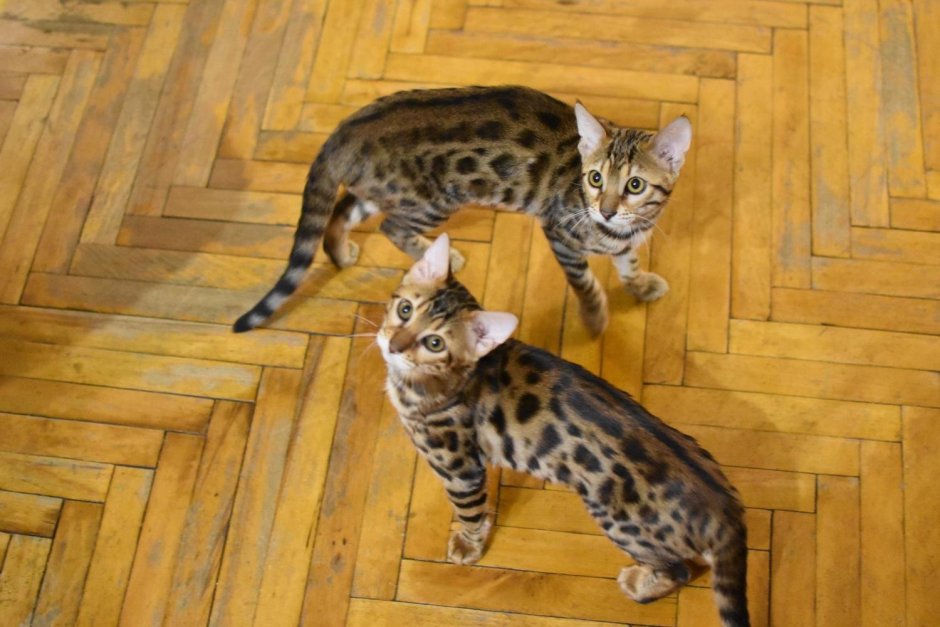 4 Бенгальских кошек