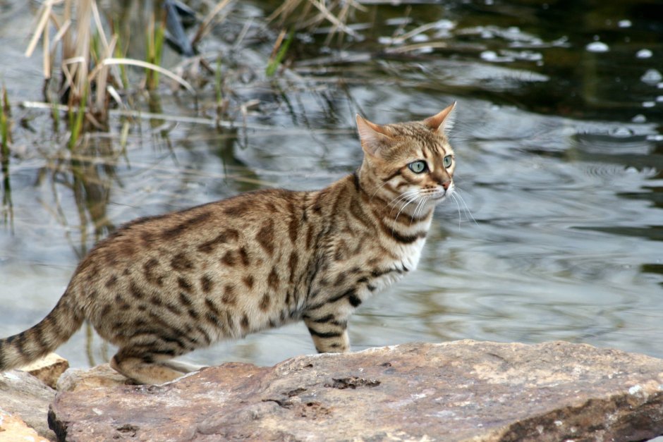 Бенгальский кот