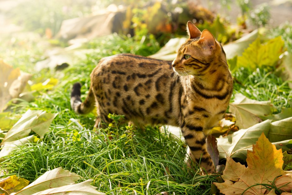 Бенгальская кошка