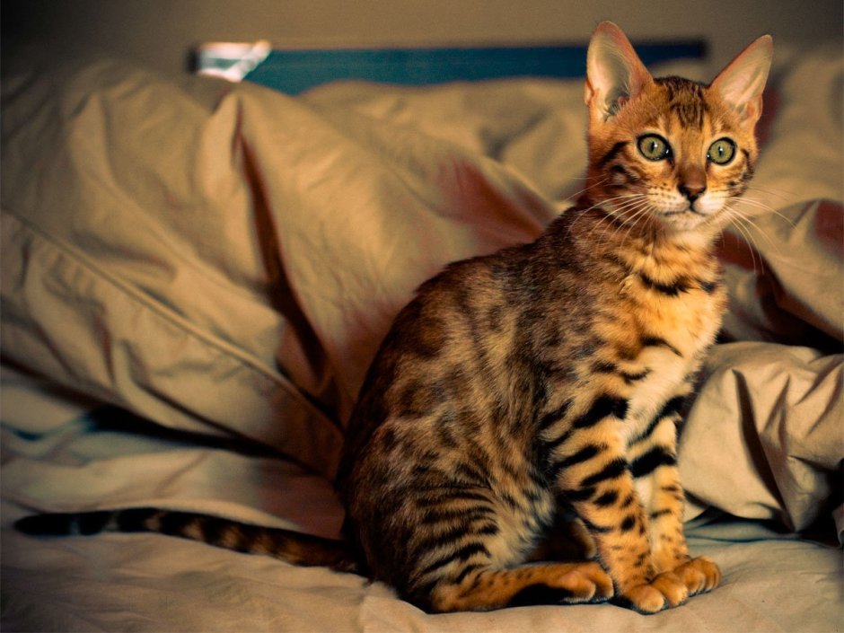Бенгальская кошка