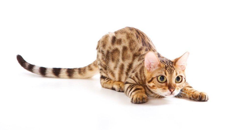 Бенгальский кот