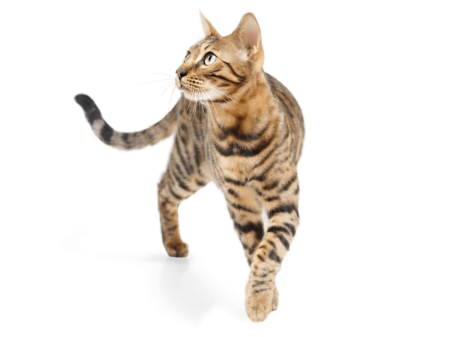 Котята бенгалы с мамой