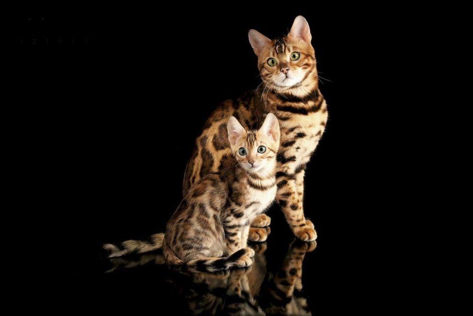 Бенгальская кошка на черном фоне