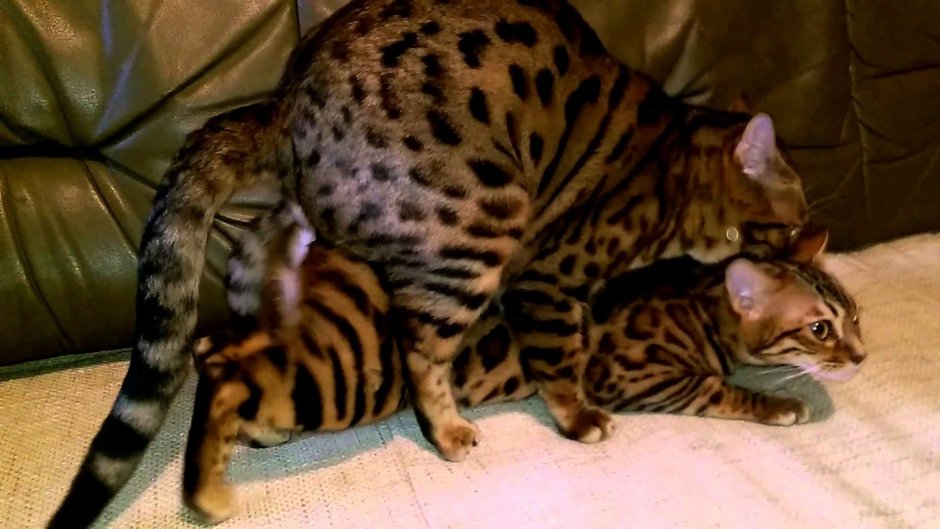 Бенгальская кошка