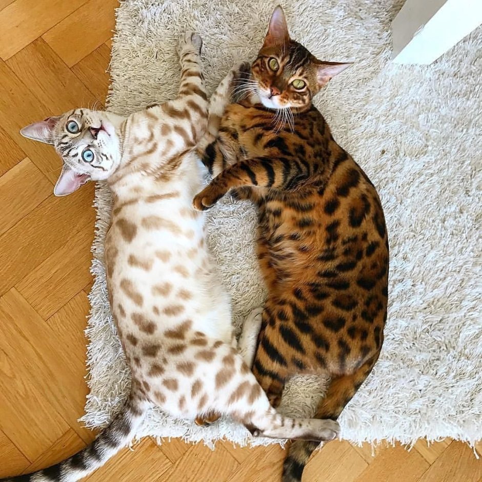 Бенгальская кошка взрослая