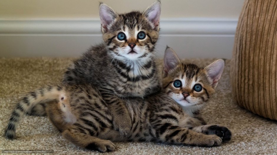 Бенгальская кошка меланистик
