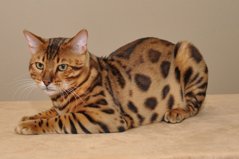 Бенгальская короткошерстная кошка