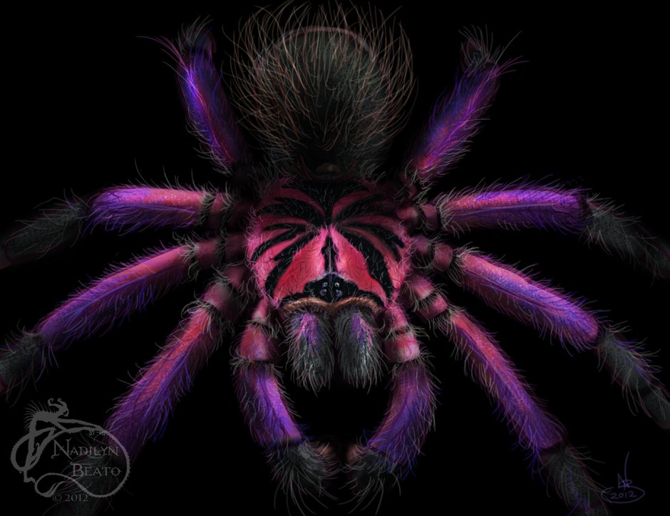 Xenesthis SP White