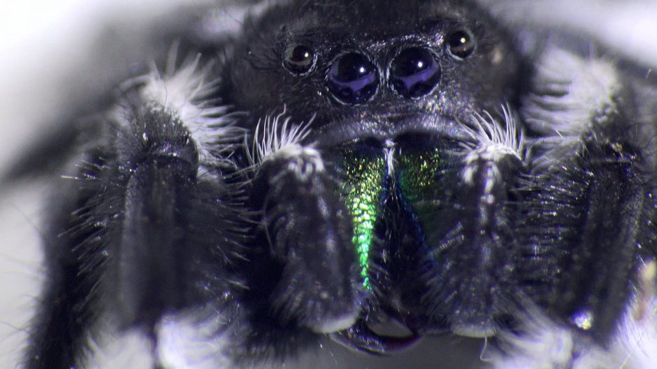 Phidippus Audax