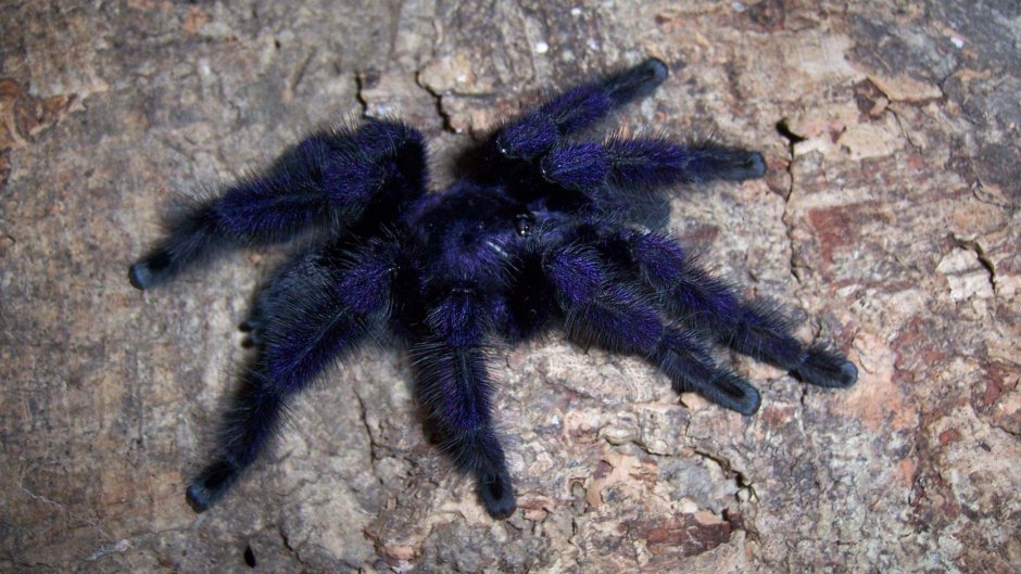 Паук Avicularia purpurea