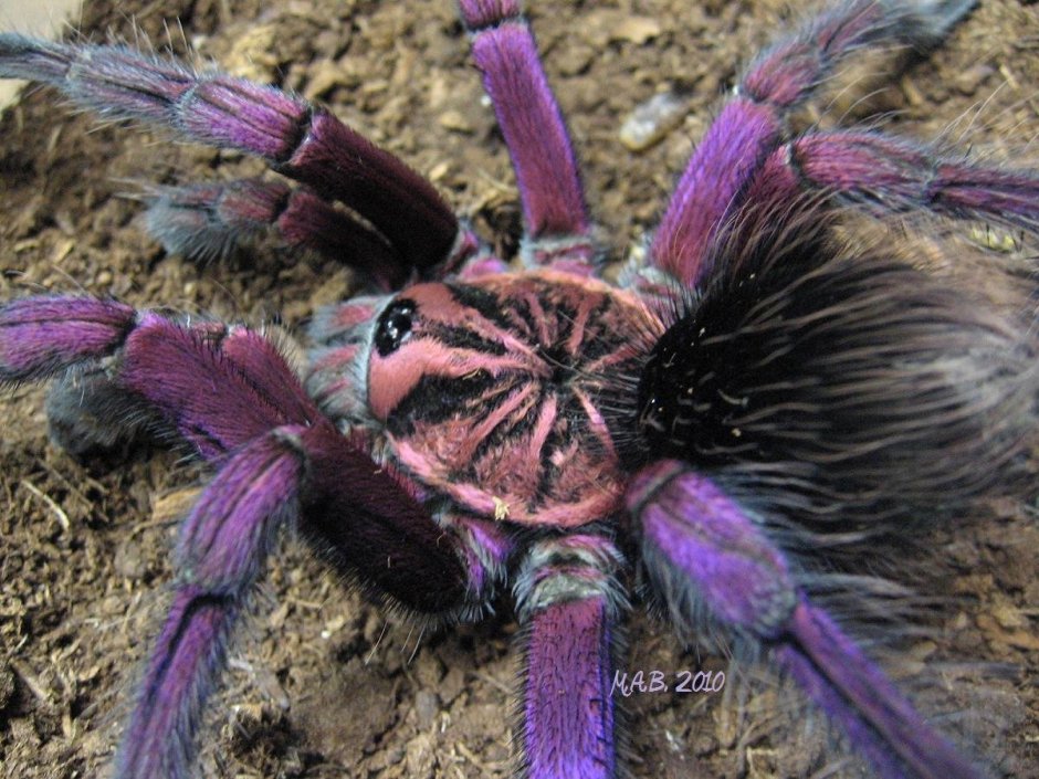 Pamphobeteus SP. Platyomma