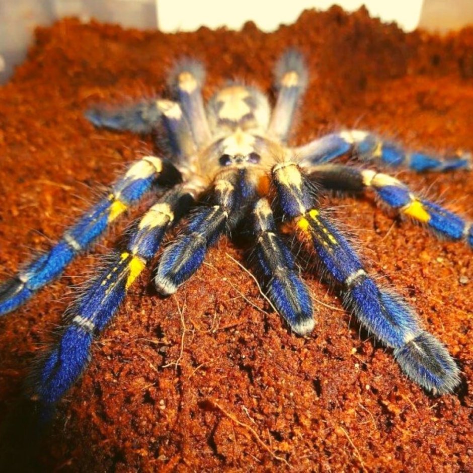 Птицеед Poecilotheria Metallica