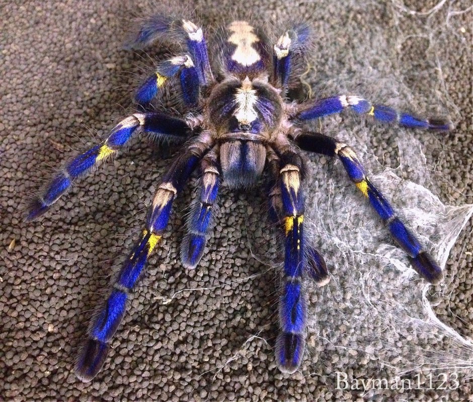 Poecilotheria Metallica паук