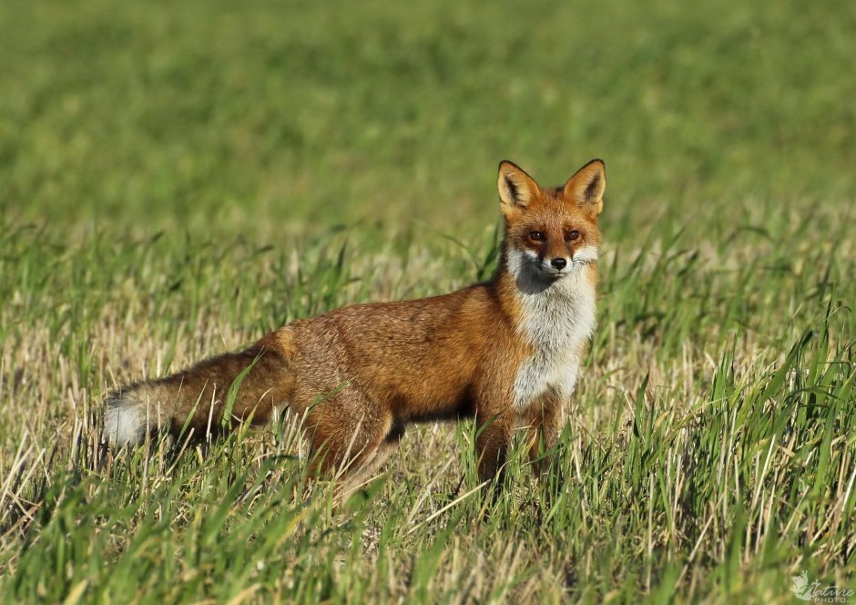 Лисица (Vulpes Vulpes)