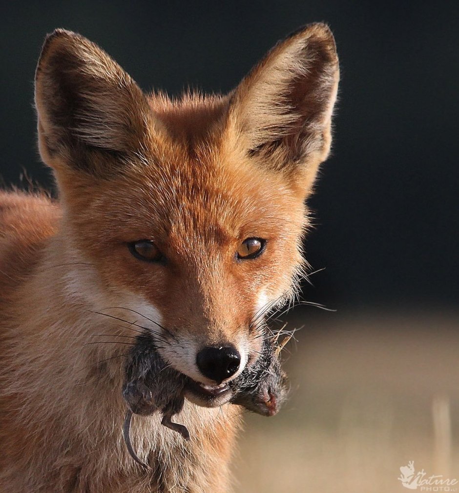 Обыкновенная лисица (Vulpes Vulpes)