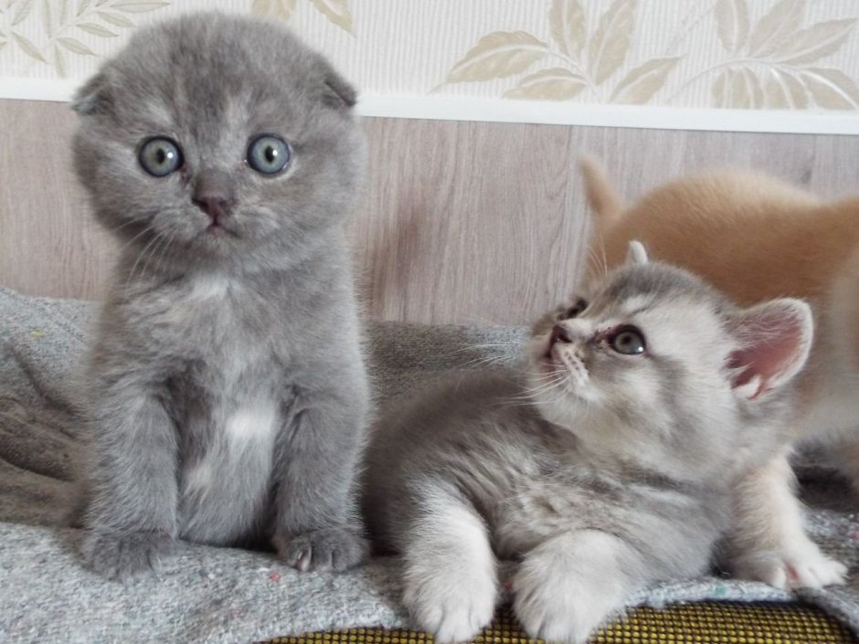 Смесь британской и шотландской кошки