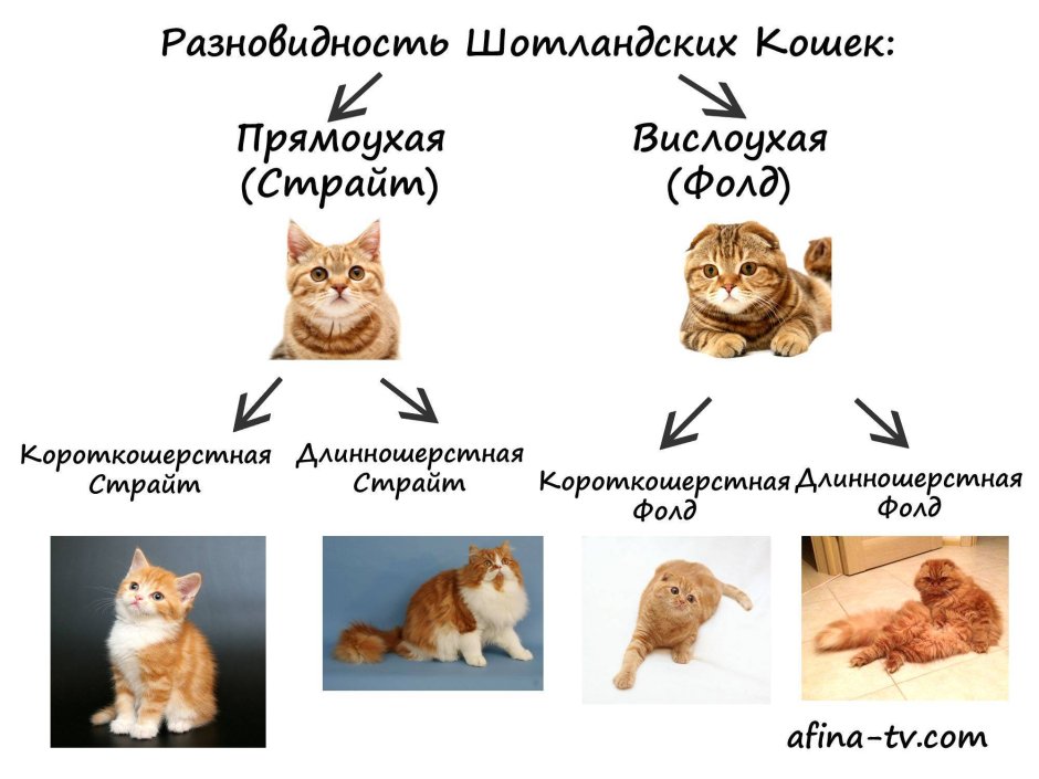 Характер кота